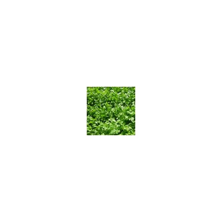 Semillas de Cilantro Moggiano