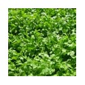 Cilantro