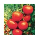 Tomate