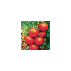 Semillas tomate rio blanco...