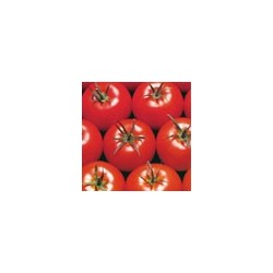 Semillas tomate pietro...