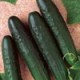 Semillas Pepino General Lee