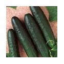 Pepino