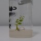 servicio de propagación in vitro