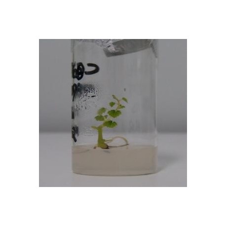 servicio de propagación in vitro