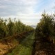 Campo productivo