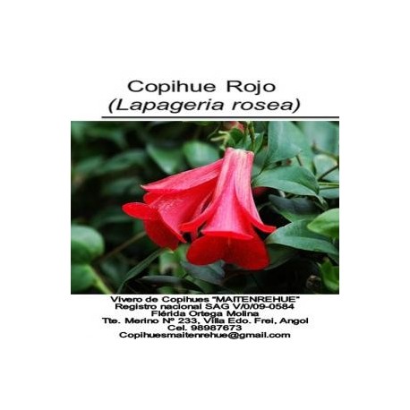 Se venden plantas de Copihues con registro oficial