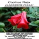 Se venden plantas de Copihues con registro oficial