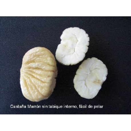 Castaños, castañas