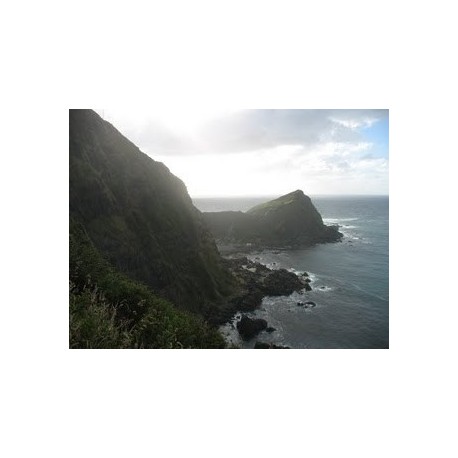 Isla Guafo