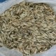 AVENA STRIGOSA