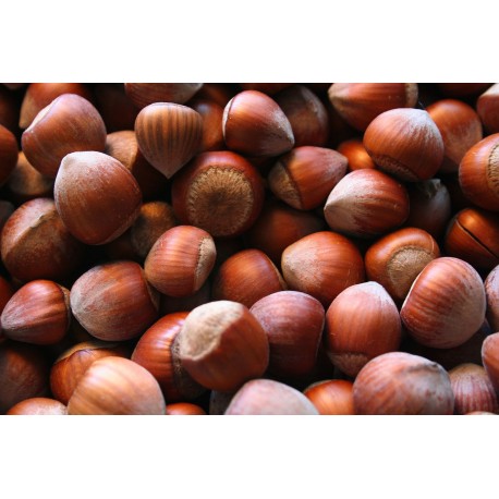 Avellanas