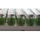 Plantas de Arándanos in vitro