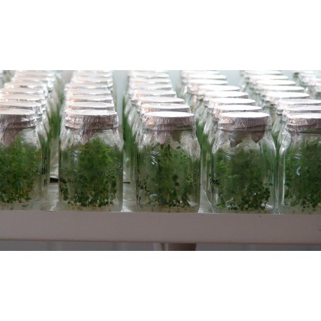 Plantas de Arándanos in vitro