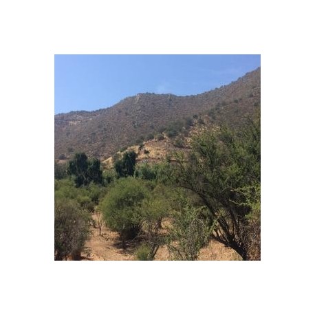 VENTA DE PARCELA SECTOR EL ROTO CHILENO CALERA DE TANGO