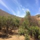 VENTA DE PARCELA EN SECTOR EL ROTO CHILENO CALERA DE TANGO