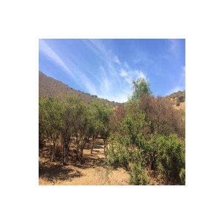 VENTA DE PARCELA EN SECTOR EL ROTO CHILENO CALERA DE TANGO