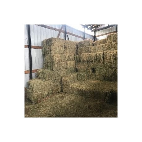 Alfalfa Primer y Segundo Corte