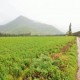 TERRENO 17,3HÁ AGROINDUSTRIALES