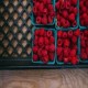 Se venden frambuesas frescas