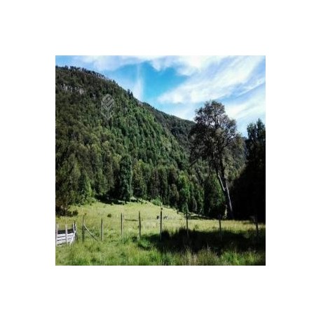 CAMPO CAMINO TOLHUACA
