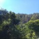 Bosque forestal