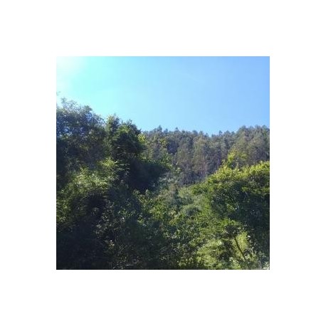 Bosque forestal