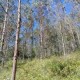 Bosque forestal