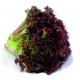 Lechuga Matrioska – 25 MX
