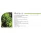 Lechuga Mariana