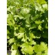 Cilantro Fragante