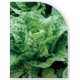 Semilla Lechuga Gallega de Invierno