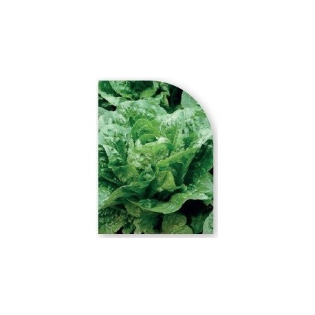 Semilla Lechuga Gallega de Invierno