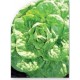 Semillas Lechuga Gallega de Verano
