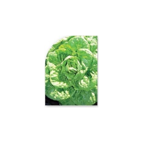 Semillas Lechuga Gallega de Verano