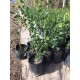 PLANTAS DE QUILLAY