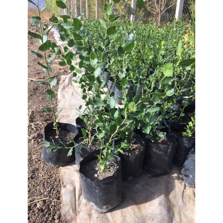 PLANTAS DE QUILLAY