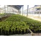 Plantinera prohalca, agricolacabezas, llámenos al  +569 4270 4969