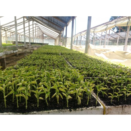 Plantinera prohalca, agricolacabezas, llámenos al  +569 4270 4969