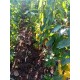 Planta de Cerezas