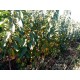 Planta de Cerezas