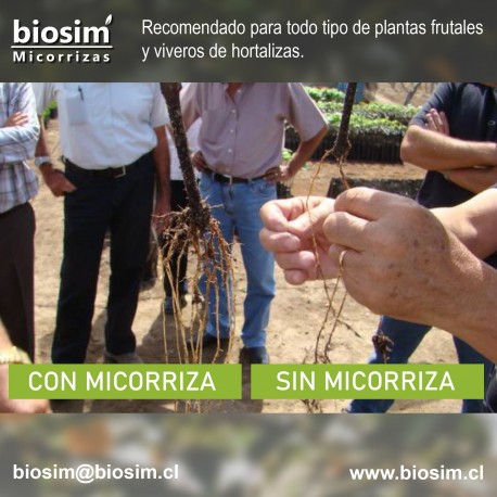 DIFERENCIA DE RAICES EN PLANTA MICORRIZADA Y PLANTA SIN MICORRIZAR