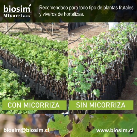 VIVERO PLANTAS DE VID - DIFERENCIAS CON MICORRIZAS Y SIN MICORRIZAS