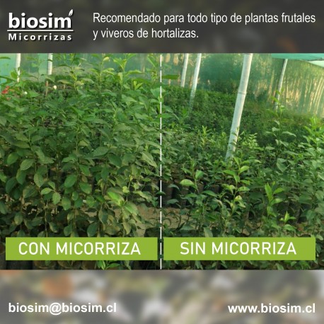 DIFERENCIA EN VIVEROS DE CITRICOS-CON MICORRIZAS Y SIN MICORRIZAS