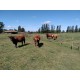 Toretes Angus