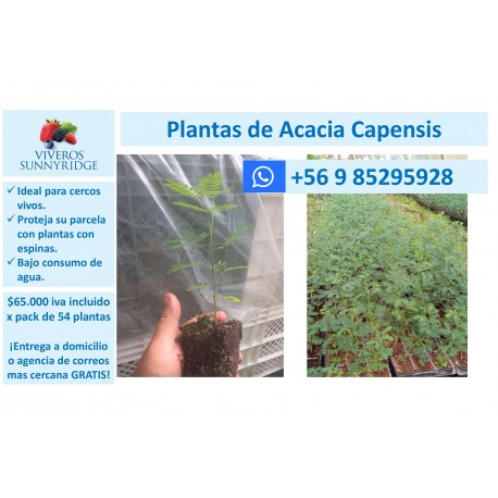 CERCOVIVO CON ESPINAS