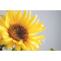 Girasol