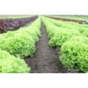 Lechuga