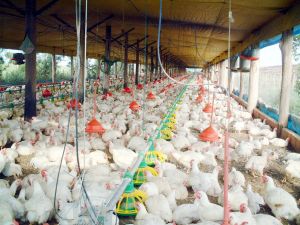 Una granja de insectos produce harina para alimentar mascotas, salmones y aves