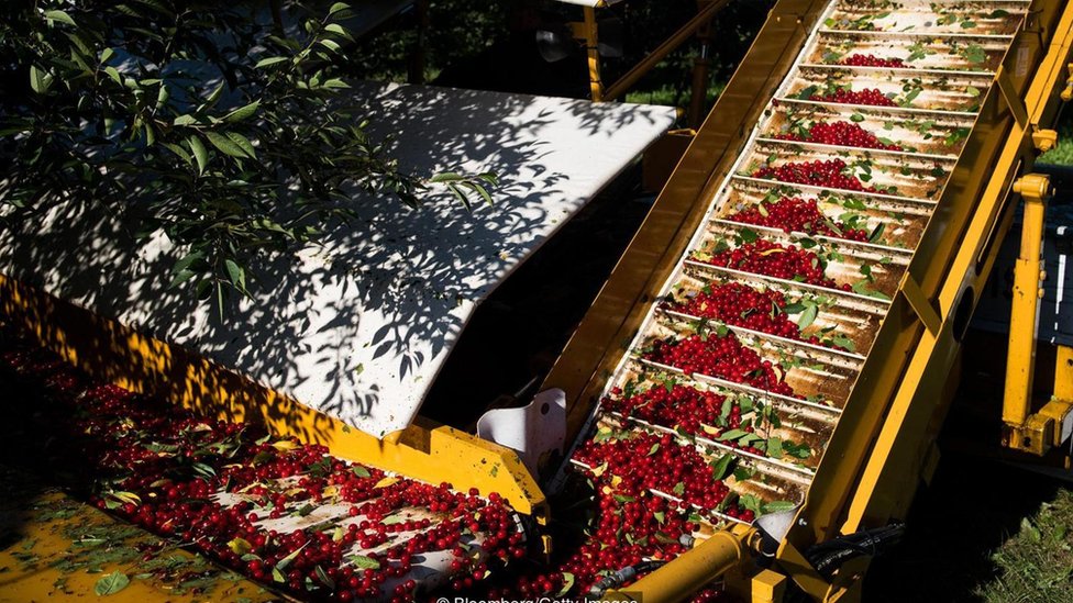 La curiosa historia del fruto capaz de sobrevivir a temperaturas de 40 grados bajo cero en Canadá